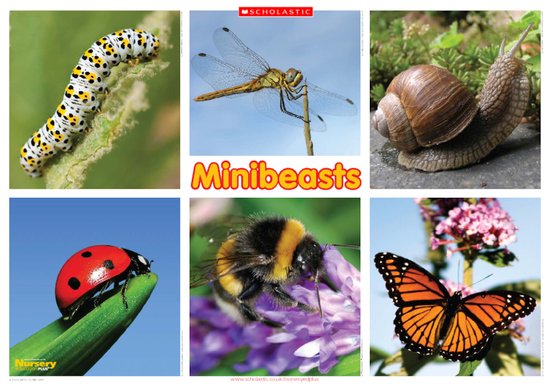 What is a Minibeast EYFS? Minibeast is a primary school science topic.