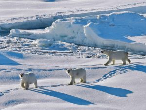 polar bear primary teaching themes in February 